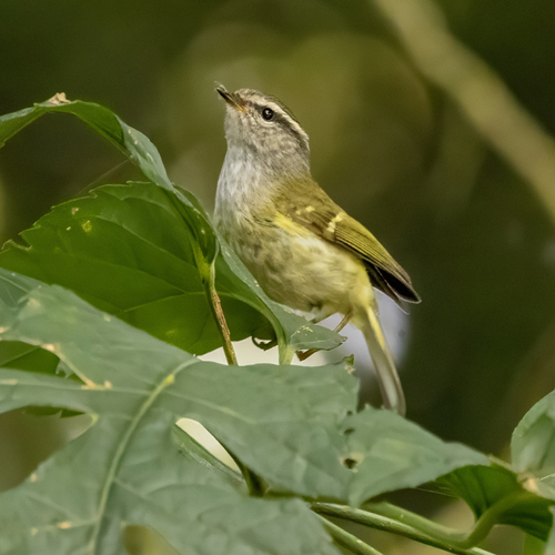 Ashy-throated Warbler (Phylloscopus maculipennis)
