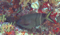 Siganus punctatissimus