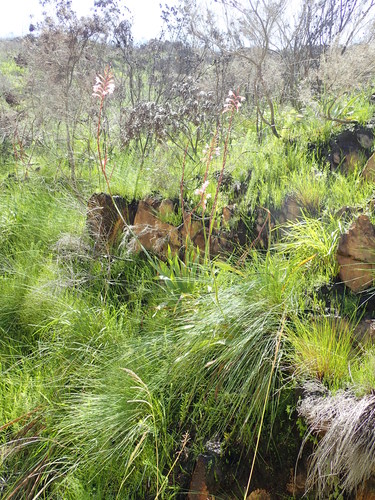Image of Watsonia knysnana by no rights reserved