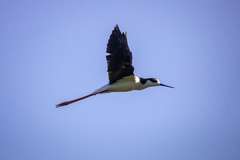 Himantopus mexicanus