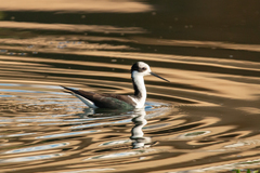 Himantopus mexicanus