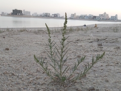Reseda muricata