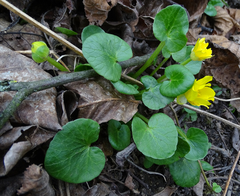 Ficaria verna calthifolia