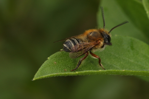 Megachile susurrans