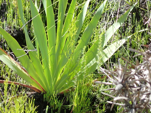 Image of Watsonia knysnana by no rights reserved