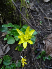 Ficaria verna calthifolia