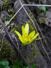 Ficaria verna calthifolia