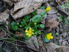 Ficaria verna calthifolia
