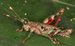 Bryophilacris cryptica