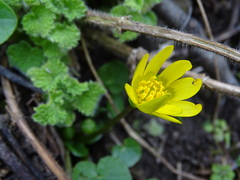 Ficaria verna calthifolia