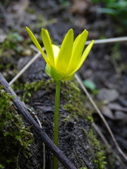 Ficaria verna calthifolia