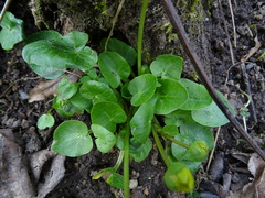 Ficaria verna calthifolia