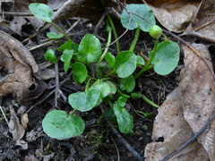Ficaria verna calthifolia