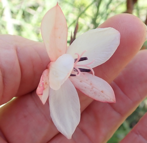 Image of Watsonia knysnana by no rights reserved