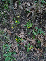 Ficaria verna calthifolia