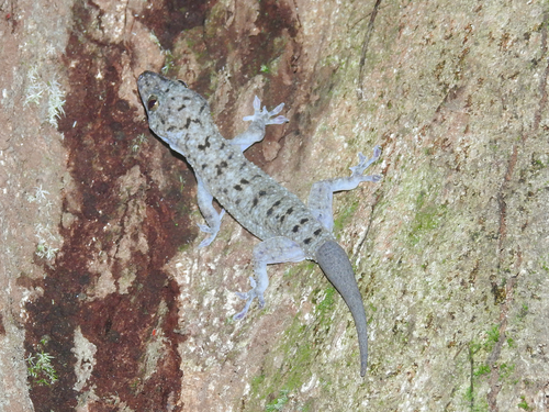 Gekko monarchus