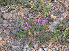 Oxytropis arctica taimyrensis