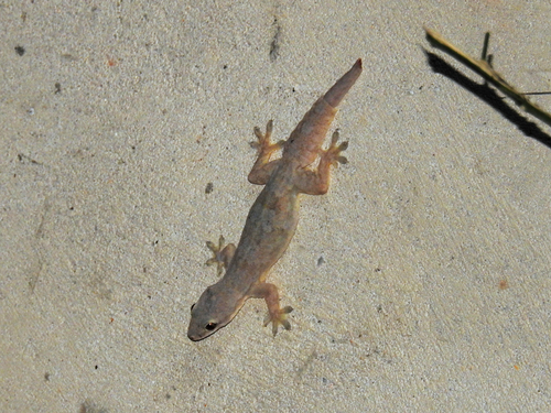 Hemidactylus platyurus