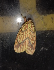 Barsine striata