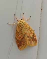 Barsine striata