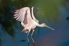 Platalea ajaja