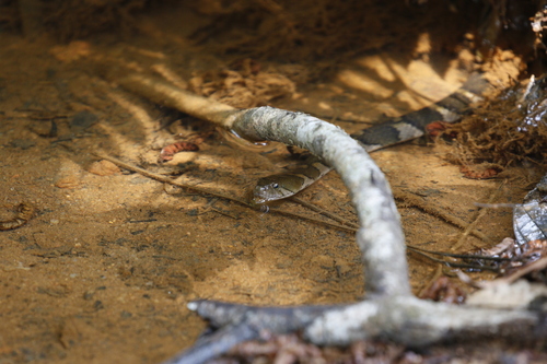 Boulenger's Keelback