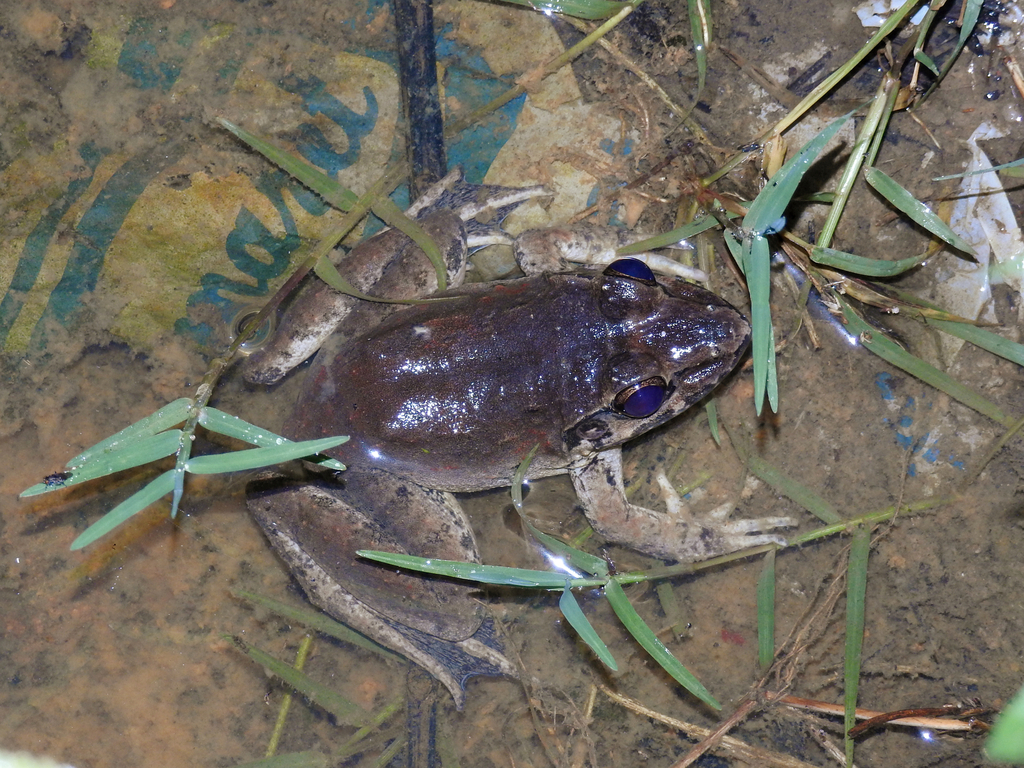 Bangkong Rakasasa-borneo (Limnonectes leporinus)