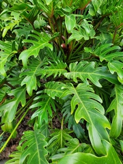 Thaumatophyllum xanadu