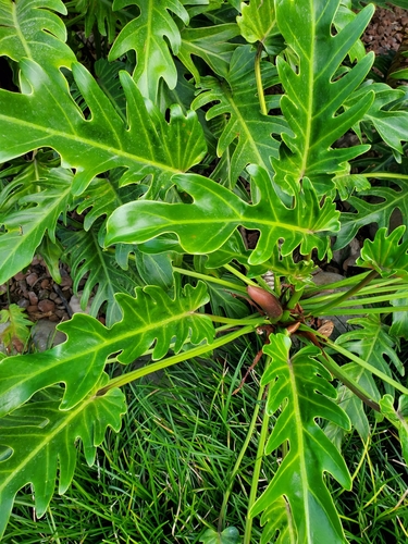 Grand Philodendron 4