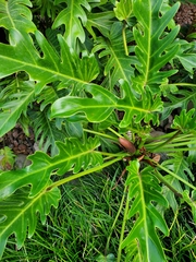 Thaumatophyllum xanadu