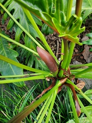 Thaumatophyllum xanadu