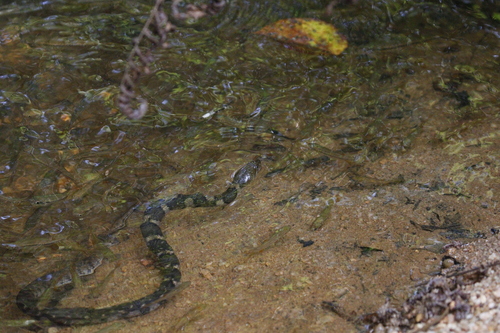 Boulenger's Keelback