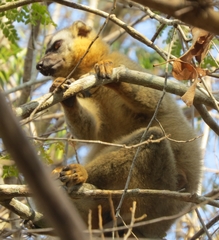 Eulemur rufifrons