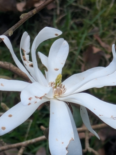 Magnolia stellata