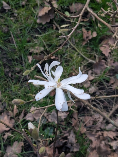 Magnolia stellata