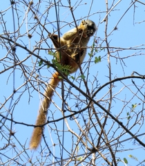 Eulemur rufifrons