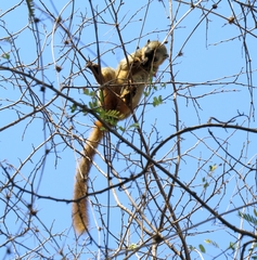 Eulemur rufifrons