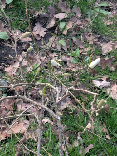 Magnolia stellata