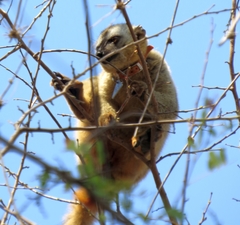 Eulemur rufifrons