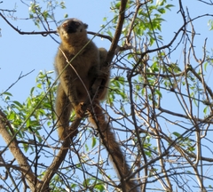 Eulemur rufifrons
