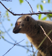 Eulemur rufifrons