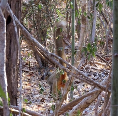 Eulemur rufifrons