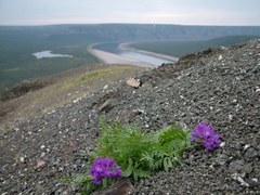 Oxytropis arctica taimyrensis