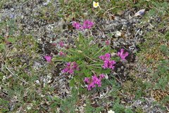 Oxytropis arctica taimyrensis
