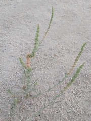 Reseda muricata