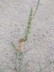 Reseda muricata