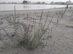 Reseda muricata