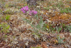 Oxytropis arctica taimyrensis