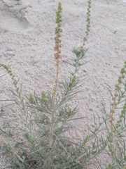 Reseda muricata