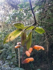 Columnea strigosa